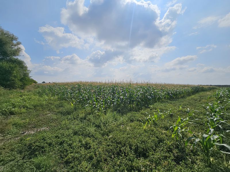 Image ad